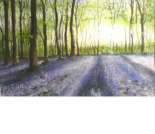 Bluebell Woods 3